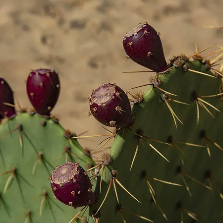 Apartament Menada Dune