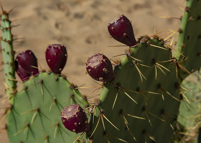 アパート Menada Dune